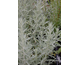 Artemisia ludoviciana Silver Queen