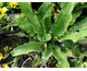 Asplenium scolopendrium Undulatum