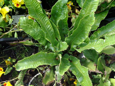 Asplenium scolopendrium