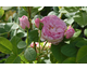 Rosa Assisi (Queen Anne)