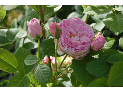 Rosa
