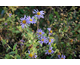 Aster frikartii Monch