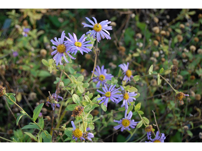 Aster frikartii