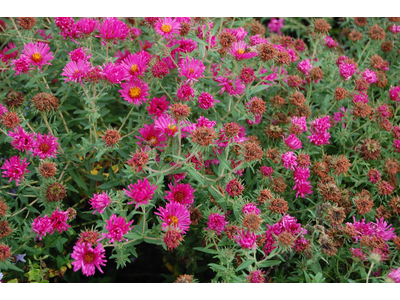 Aster novae-angliae