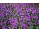 Aster novae-angliae Purple Dome