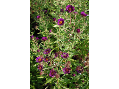 Aster novae-angliae