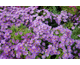 Aster novi-belgii Island Samoa ®