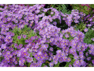 Aster novi-belgii