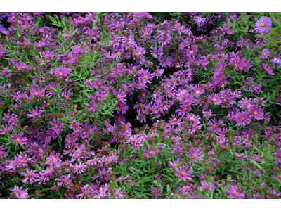 Aster novi-belgii