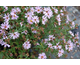 Aster novi-belgii Patricia Ballard