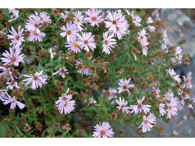 Aster novi-belgii