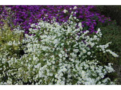 Aster pringlei