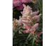 Astilbe Sugarberry ®