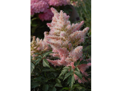 Astilbe