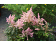 Astilbe Younique Pink ®