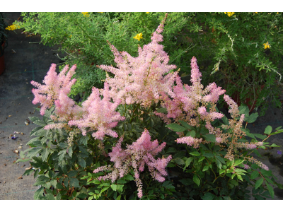 Astilbe
