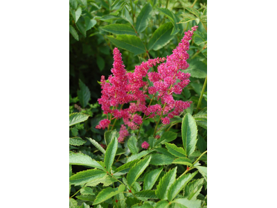 Astilbe arendsii