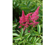 Astilbe arendsii Elizabeth Bloom