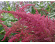 Astilbe arendsii Feuer