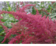 Astilbe arendsii