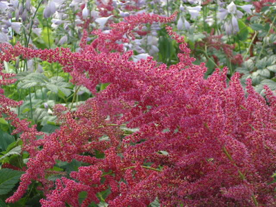 Astilbe arendsii