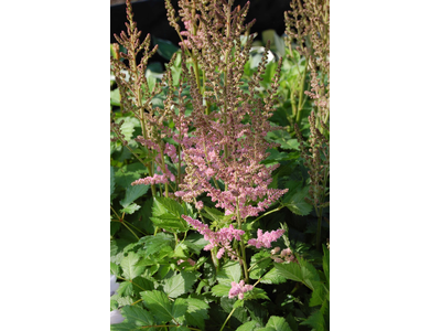 Astilbe chinensis