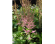 Astilbe chinensis Vision in Pink ®