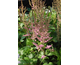 Astilbe chinensis