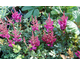 Astilbe chinensis Vision in Red ®