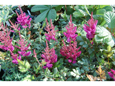 Astilbe chinensis