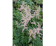 Astilbe japonica