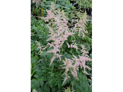 Astilbe japonica