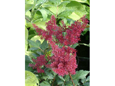 Astilbe japonica