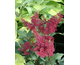 Astilbe japonica Red Sentinel