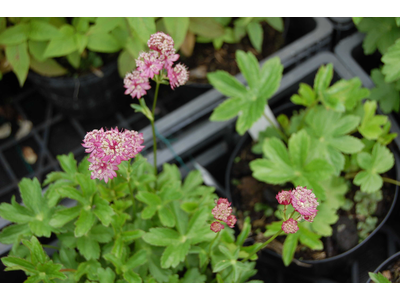 Astrantia major