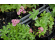 Astrantia major Lars