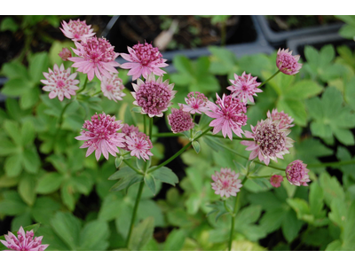 Astrantia major