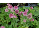 Astrantia major Roma