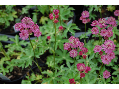 Astrantia major