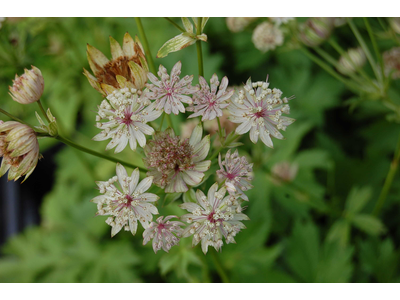 Astrantia major