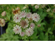 Astrantia major Star of Royals