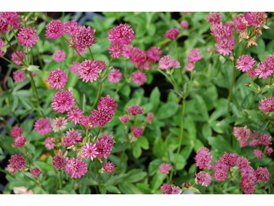 Astrantia major