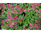 Astrantia major Venice ®