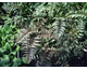 Athyrium niponicum var. metallicum