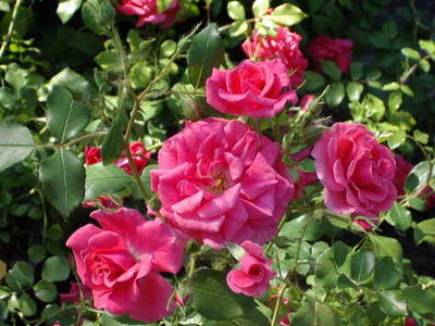 Rosa