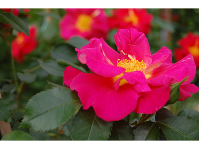 Rosa