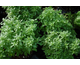 Basilico Finissimo verde a palla (Ocimum minimum)