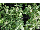 Basilico Lime (Ocimum americanum)