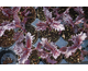 Basilico Purple Ruffles