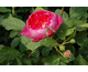 Rosa Benjamin Britten